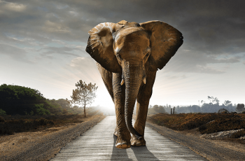 1500 t napi alapanyagfelhasználás, ami 250 afrikai elefántbika súlyának felel meg
